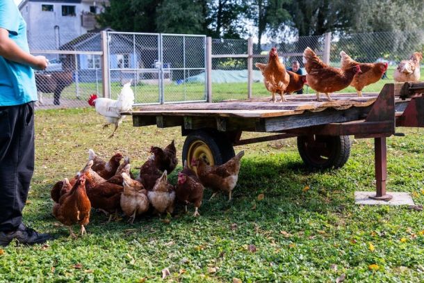Tagesbeschäftigung am Chraiehof